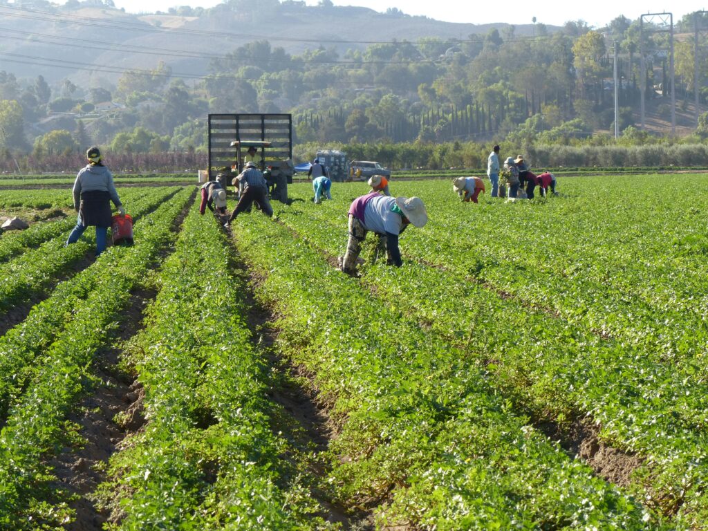 pexels circe denyer 164300 33596704